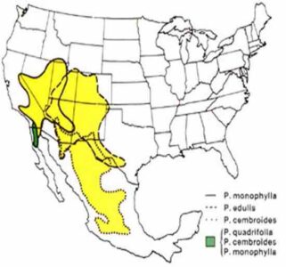 Piñon Nuts: The Manna of the Mountains Image